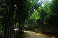 《林区致富路》
