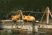 竹上息