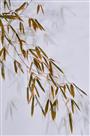 《清雅》