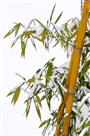 《傲雪》