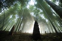 《竹林》