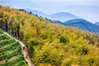 径山竹海-6