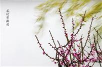 风竹戏梅