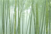 竹林深深