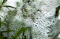 水珠魅影