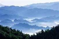 竹海 晨曦