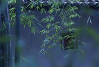 风吹细细香，翠色落檐下