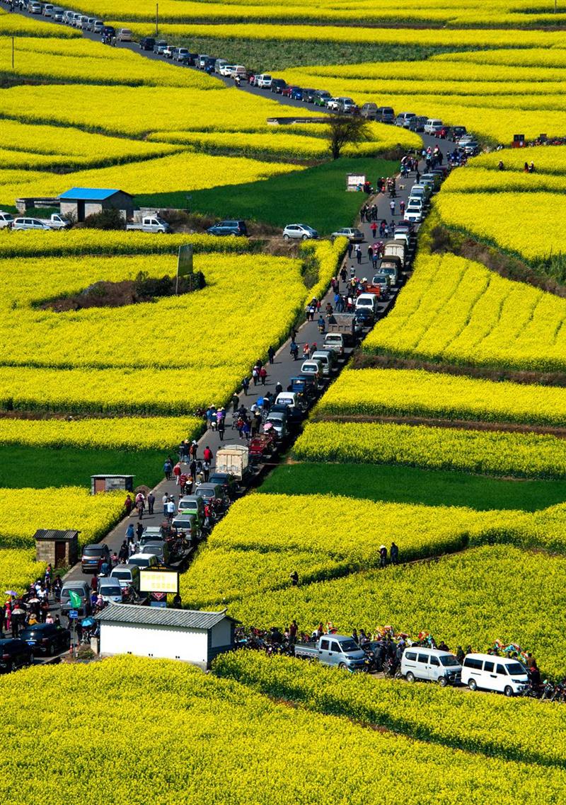 塔甸彝族乡每年都举行油菜花旅游节.