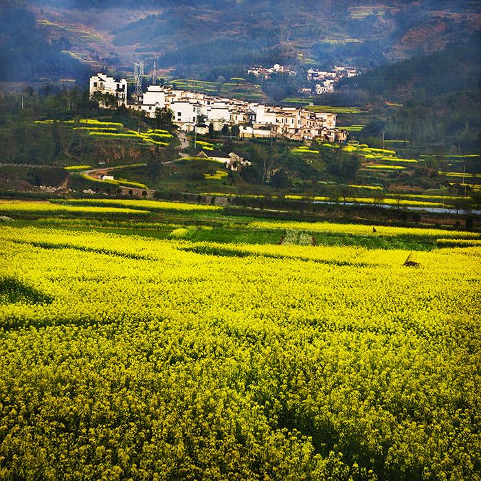 壁纸 成片种植 风景 植物 种植基地 桌面 700_700