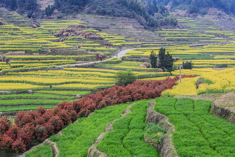 壁纸 成片种植 风景 植物 种植基地 桌面 800_533