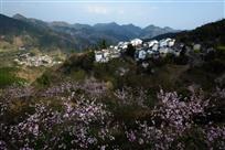 桃花映美金峰乡