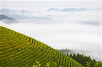 高山釆茶