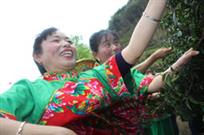 喜采高山茗种茶