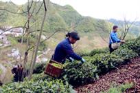 夫妻高山采茗茶
