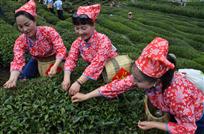 茶香争艳
