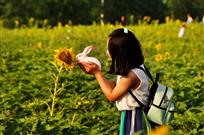 闻花