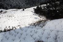 雪映桃园