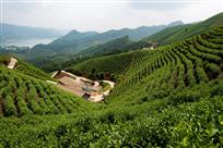 千岛湖上茶山园