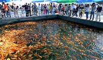 千岛湖里赏红鲤