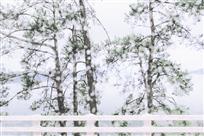 雨后松树