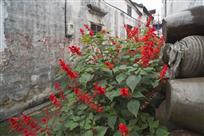 老巷花开