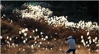 芦花斜阳