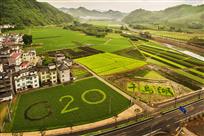 田间G20