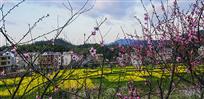 春暖花开