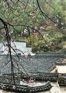 芹川春色