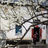 梨树花下