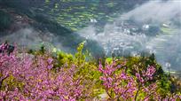 桃花映山村