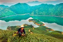 青山绿水好茶