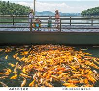 人欢鱼乐千岛湖