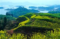 花香飘送千岛湖