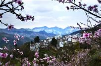 《桃花相迎百照来》