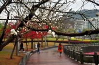 丝雨三月春来岛