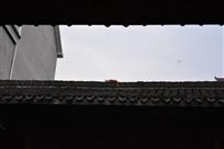 天井上的猫