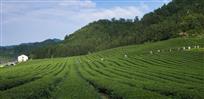 生态茶园