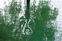 水柳