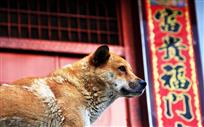 守护福门