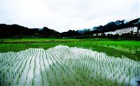 田园风光