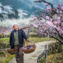 桃花盛开的地方