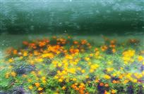 水中花（二）