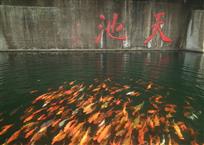 天池观鱼乐