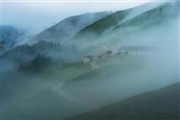 高山云雾茶