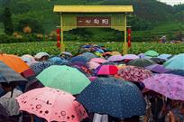 一心向阳