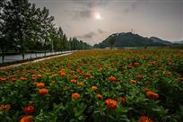 花季
