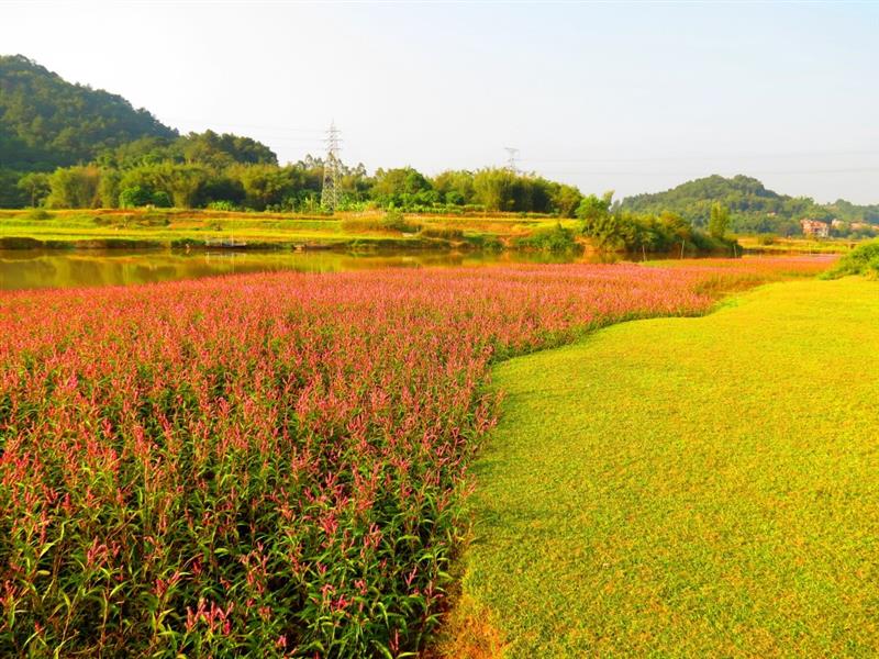 壁纸 成片种植 风景 植物 种植基地 桌面 800_600