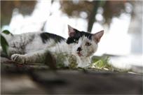 大学里的猫