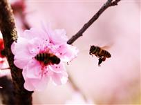 蜜蜂们